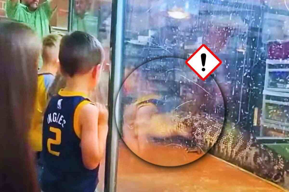alligatore aggredisce addestratrice, frame video e segale di pericolo
