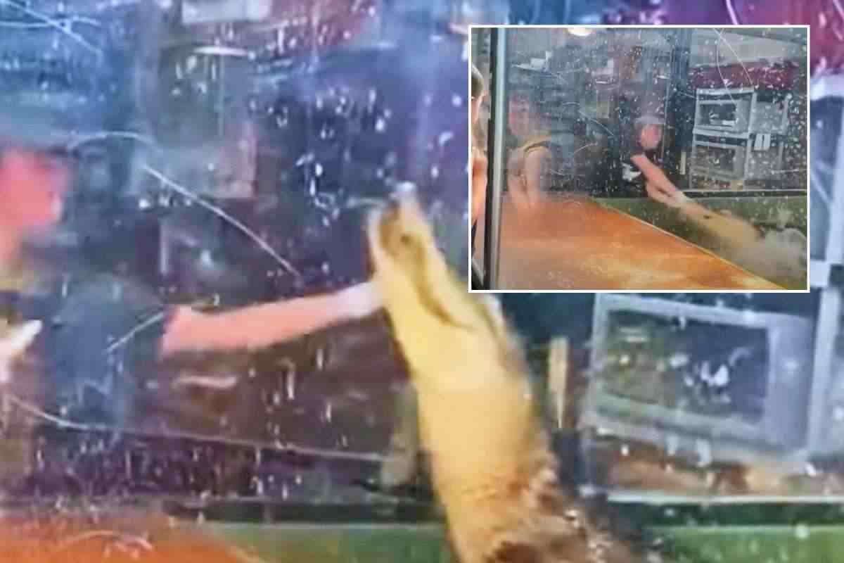 alligatore aggredisce addestratrice, frame video