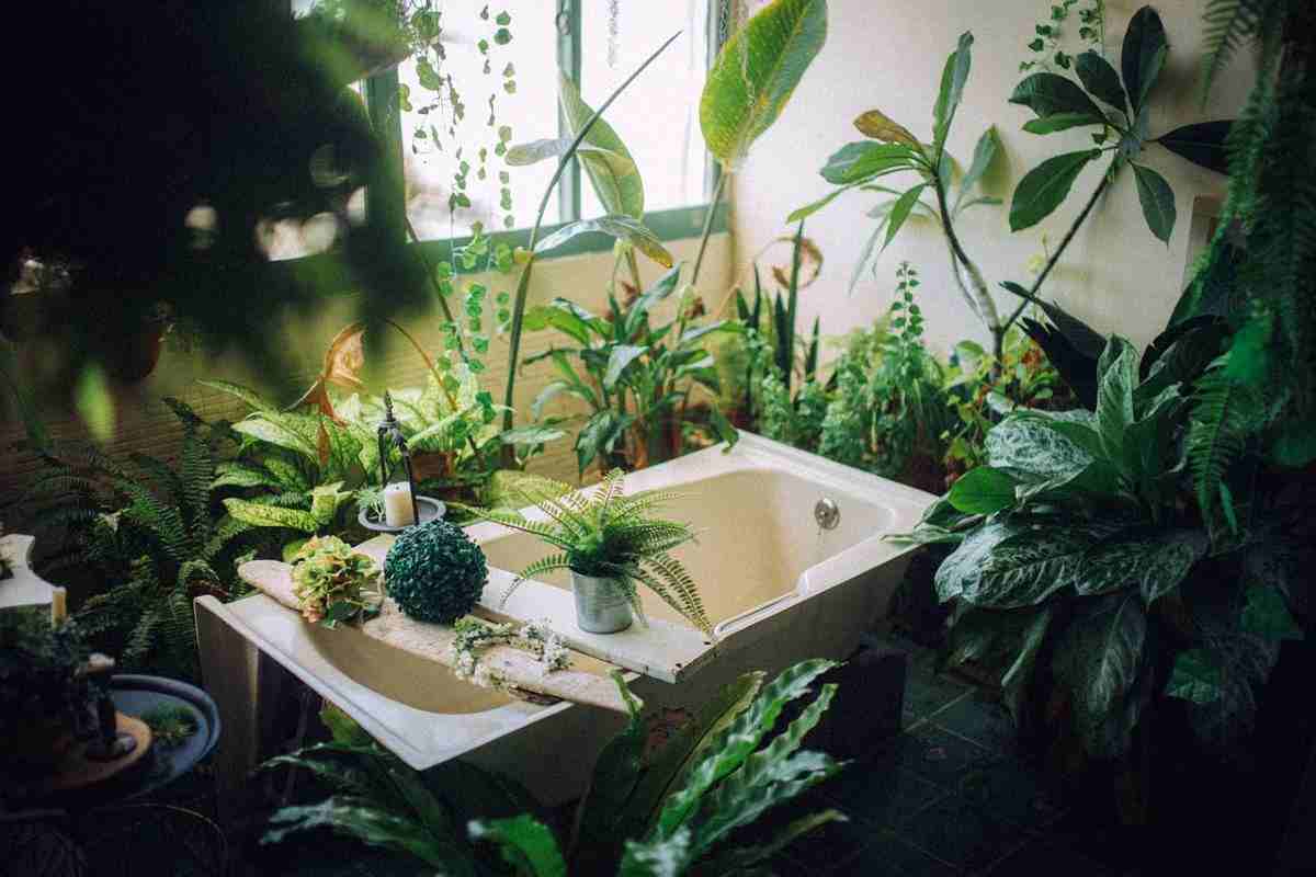 bagno piante