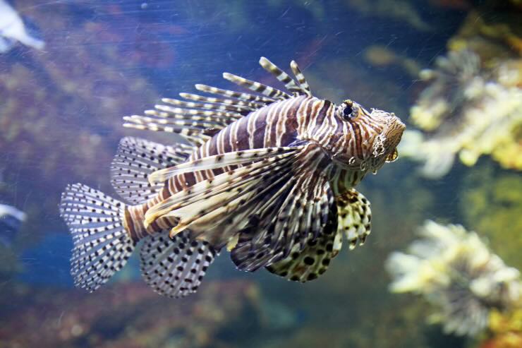 pesce scorpione